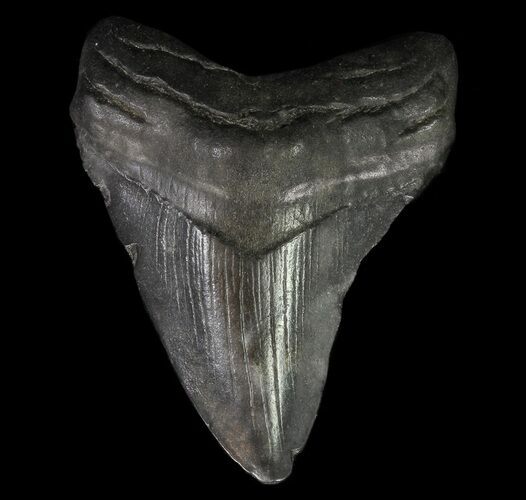 Fossil Megalodon Tooth - Georgia #65752